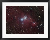 The NGC 2264 region showing the Cone Nebula, Christmas Tree Cluster, and Fox Fur Nebula Fine Art Print