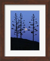 The moon rising between agave trees, Miramar, Argentina Fine Art Print
