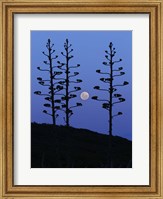The moon rising between agave trees, Miramar, Argentina Fine Art Print