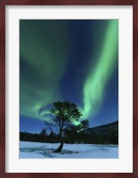 Aurora Borealis Over a Tree Troms, Norway Fine Art Print