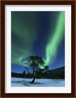 Aurora Borealis Over a Tree Troms, Norway Fine Art Print