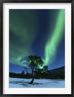 Aurora Borealis Over a Tree Troms, Norway Fine Art Print