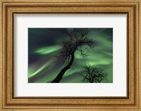 Northern Lights with trees in the arctic wilderness, Nordland, Norway Fine Art Print