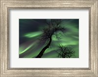 Northern Lights with trees in the arctic wilderness, Nordland, Norway Fine Art Print