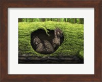 A pair of juvenile troodons in the hollow of a tree Fine Art Print