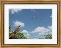 An Archaeopteryx observing a flock of migrating pterosaurs Fine Art Print