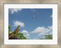 An Archaeopteryx observing a flock of migrating pterosaurs Fine Art Print