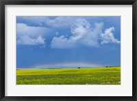 A low altitude rainbow visible over the yellow canola field, Gleichen, Alberta, Canada Fine Art Print