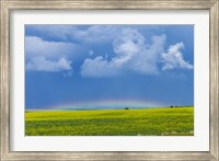 A low altitude rainbow visible over the yellow canola field, Gleichen, Alberta, Canada Fine Art Print