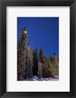 Orion constellation above winter pine trees in Alberta, Canada Fine Art Print