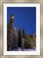 Orion constellation above winter pine trees in Alberta, Canada Fine Art Print
