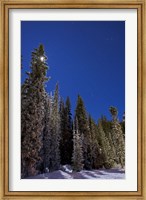 Orion constellation above winter pine trees in Alberta, Canada Fine Art Print