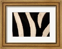 Close-up of Zebra Stripes, Masai Mara, Kenya Fine Art Print