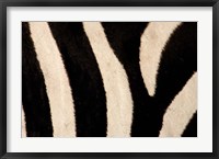 Close-up of Zebra Stripes, Masai Mara, Kenya Fine Art Print
