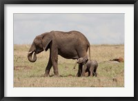 African Elephant With Baby, Maasai Mara Game Reserve, Kenya Fine Art Print