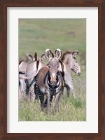 Grevy's Zebra, Kenya Fine Art Print