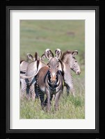 Grevy's Zebra, Kenya Fine Art Print