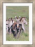 Grevy's Zebra, Kenya Fine Art Print