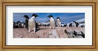 Adelie Penguins With Young Chicks, Lemaire Channel, Petermann Island, Antarctica Fine Art Print