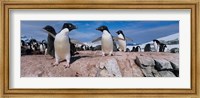 Adelie Penguins With Young Chicks, Lemaire Channel, Petermann Island, Antarctica Fine Art Print