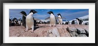 Adelie Penguins With Young Chicks, Lemaire Channel, Petermann Island, Antarctica Fine Art Print