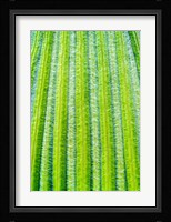 Striped Giant Lobelia rosette of leaves. Mount Kenya National Park, Kenya Fine Art Print
