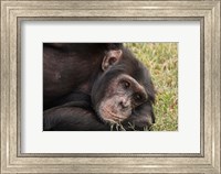 Common Chimpanzee, Sweetwater Conservancy, Kenya Fine Art Print