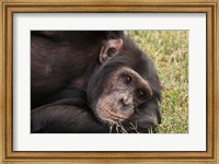 Common Chimpanzee, Sweetwater Conservancy, Kenya Fine Art Print