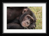 Common Chimpanzee, Sweetwater Conservancy, Kenya Fine Art Print