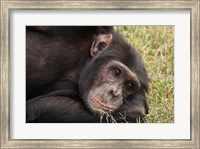 Common Chimpanzee, Sweetwater Conservancy, Kenya Fine Art Print