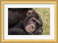 Common Chimpanzee, Sweetwater Conservancy, Kenya Fine Art Print