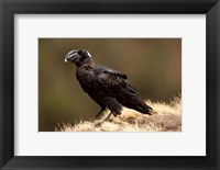 Ethiopia, Thick-billed Raven bird Fine Art Print