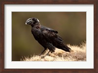 Ethiopia, Thick-billed Raven bird Fine Art Print