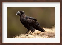 Ethiopia, Thick-billed Raven bird Fine Art Print