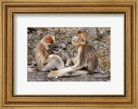 Golden Monkeys with babies, Qinling Mountains, China Fine Art Print