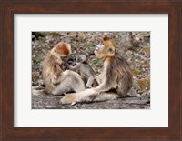 Golden Monkeys with babies, Qinling Mountains, China Fine Art Print