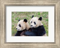 Giant Panda, China Fine Art Print