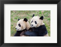 Giant Panda, China Fine Art Print
