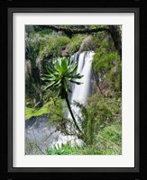 Giant Lobelia in Aberdare National Park, Kenya Fine Art Print