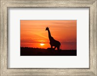 Giraffe suckling young one, Maasai Mara Wildlife Reserve, Kenya Fine Art Print