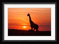 Giraffe suckling young one, Maasai Mara Wildlife Reserve, Kenya Fine Art Print