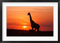 Giraffe suckling young one, Maasai Mara Wildlife Reserve, Kenya Fine Art Print