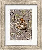 Female Golden Monkey on a tree, Qinling Mountains, China Fine Art Print