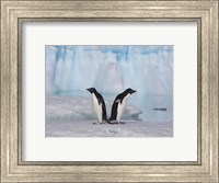 Two Adelie Penguins, Antartica Fine Art Print