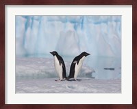 Two Adelie Penguins, Antartica Fine Art Print