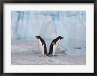 Two Adelie Penguins, Antartica Fine Art Print