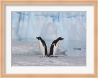 Two Adelie Penguins, Antartica Fine Art Print