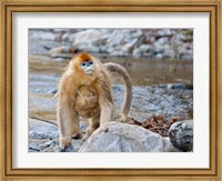 Female Golden Monkey, Qinling Mountains, China Fine Art Print