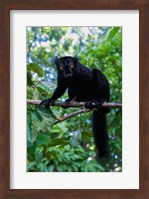 Black Lemur male and female, Lokobe Nature Special Reserve, Northern Madagascar Fine Art Print