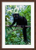 Black Lemur male and female, Lokobe Nature Special Reserve, Northern Madagascar Fine Art Print
